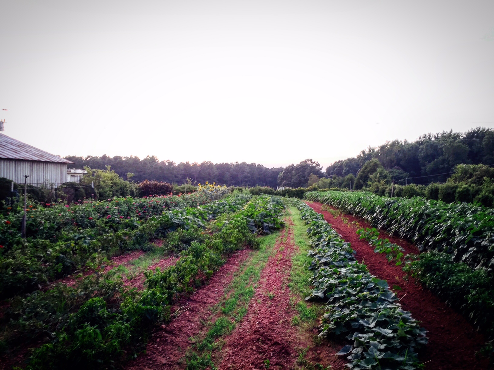 1.5 Acre Garden at Homeplace Farm – WakeMed Voices Blog